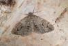 Thera juniperata